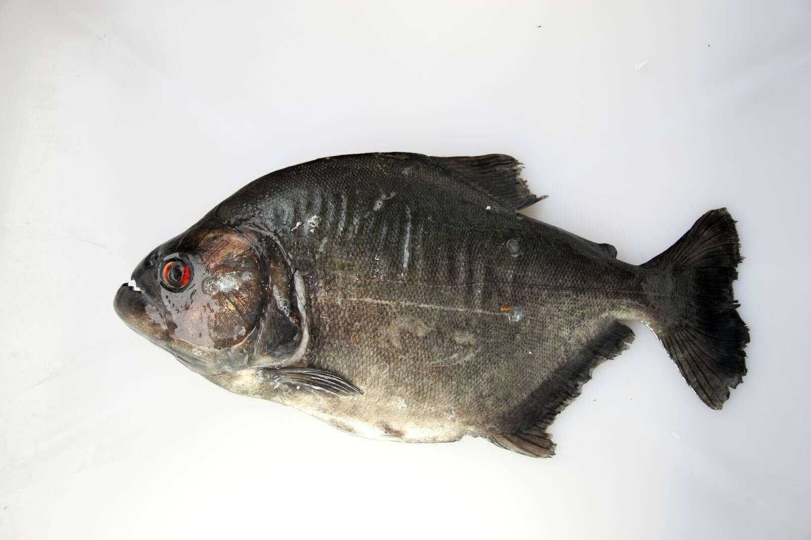 Image of redeye piranha