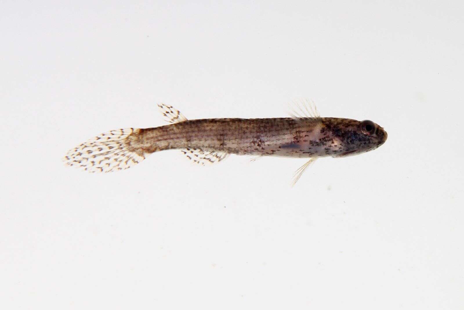 Image de Rivulus