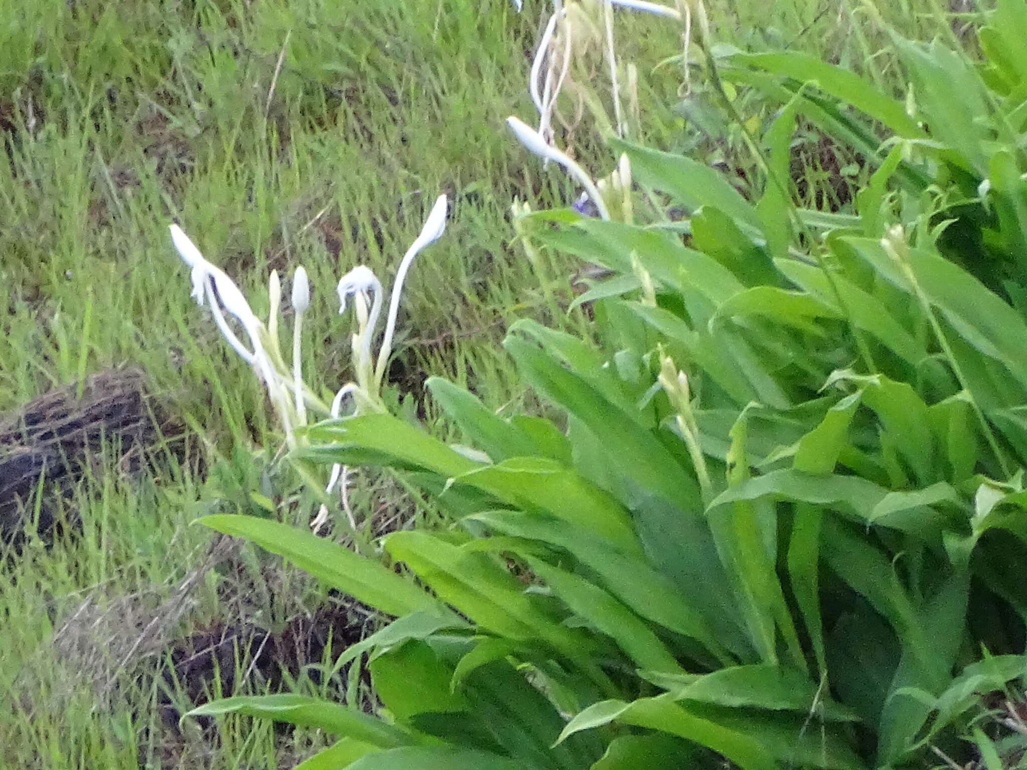 Image of Curcuma scaposa (Nimmo)