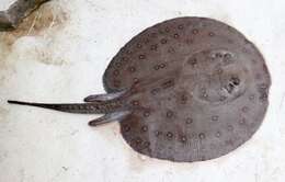 Image of Ocellate River Stingray