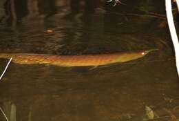 Image of silver arowana