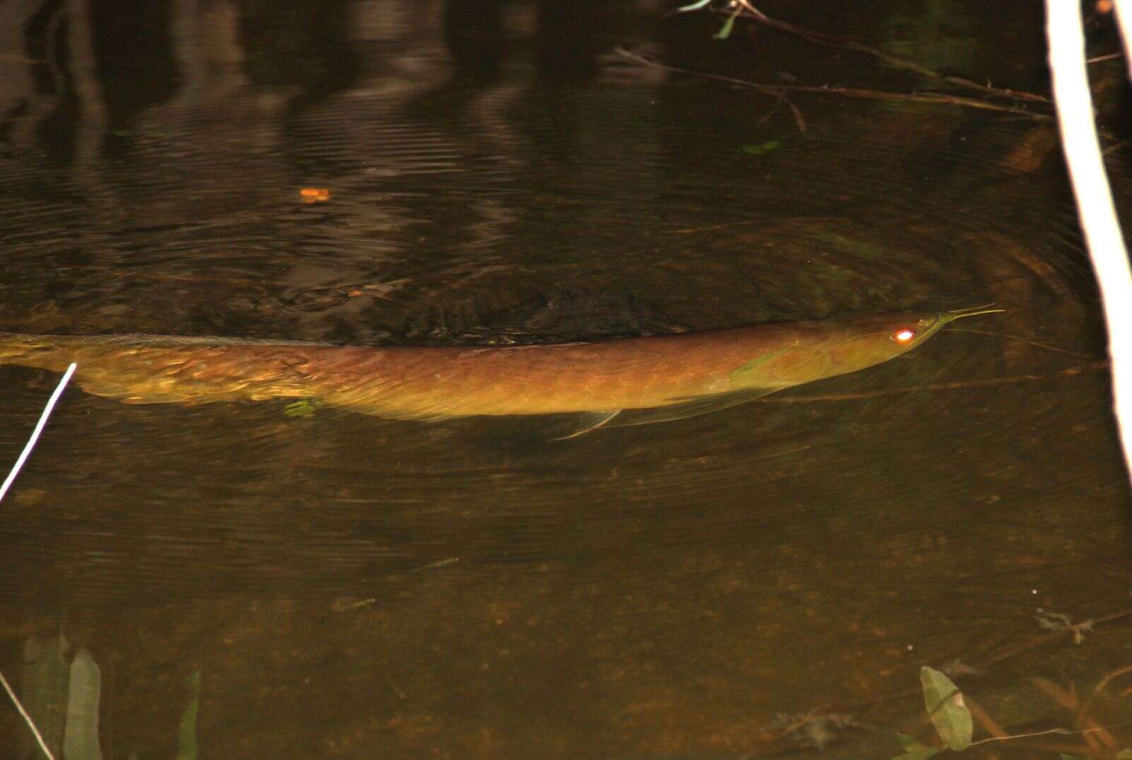 Image of silver arowana