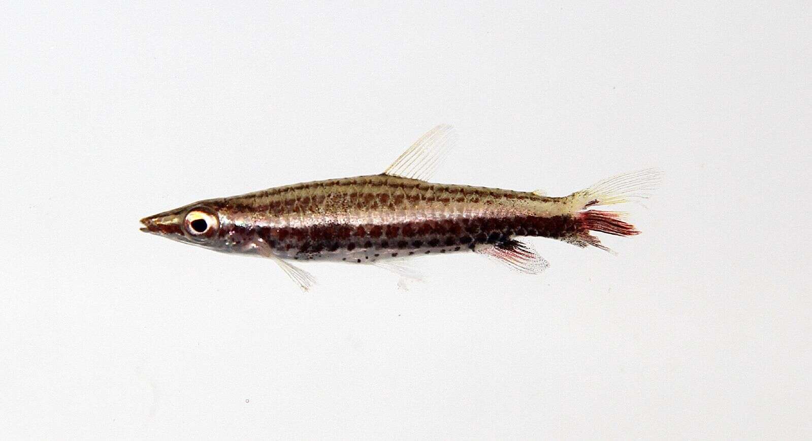 Image of pencil fish
