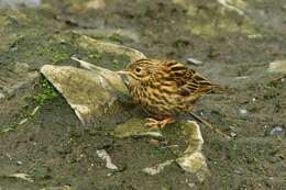 Image of South Georgia Pipit