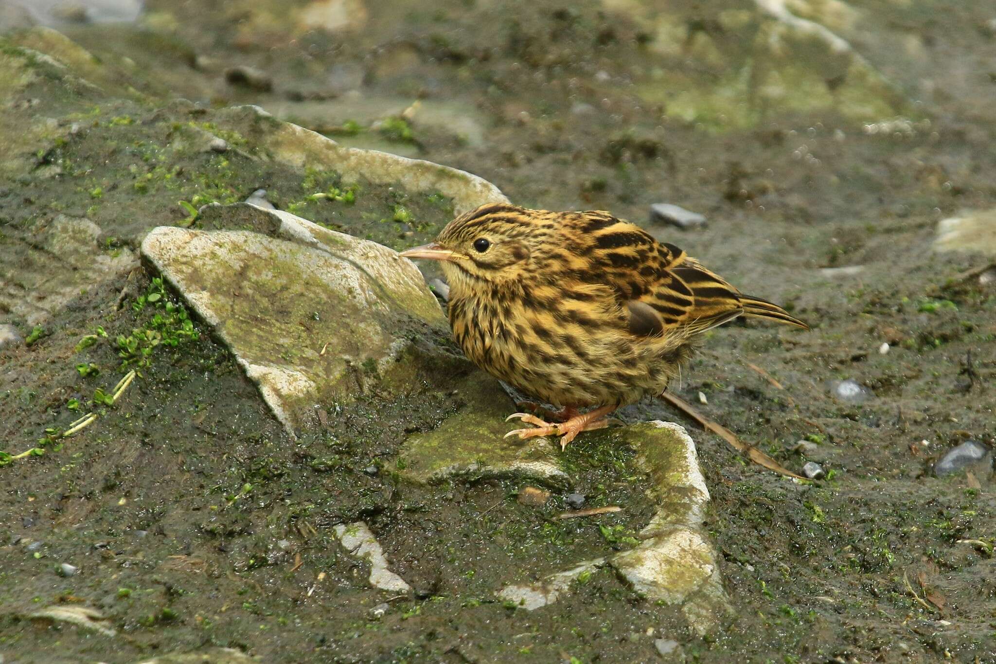 Image of South Georgia Pipit