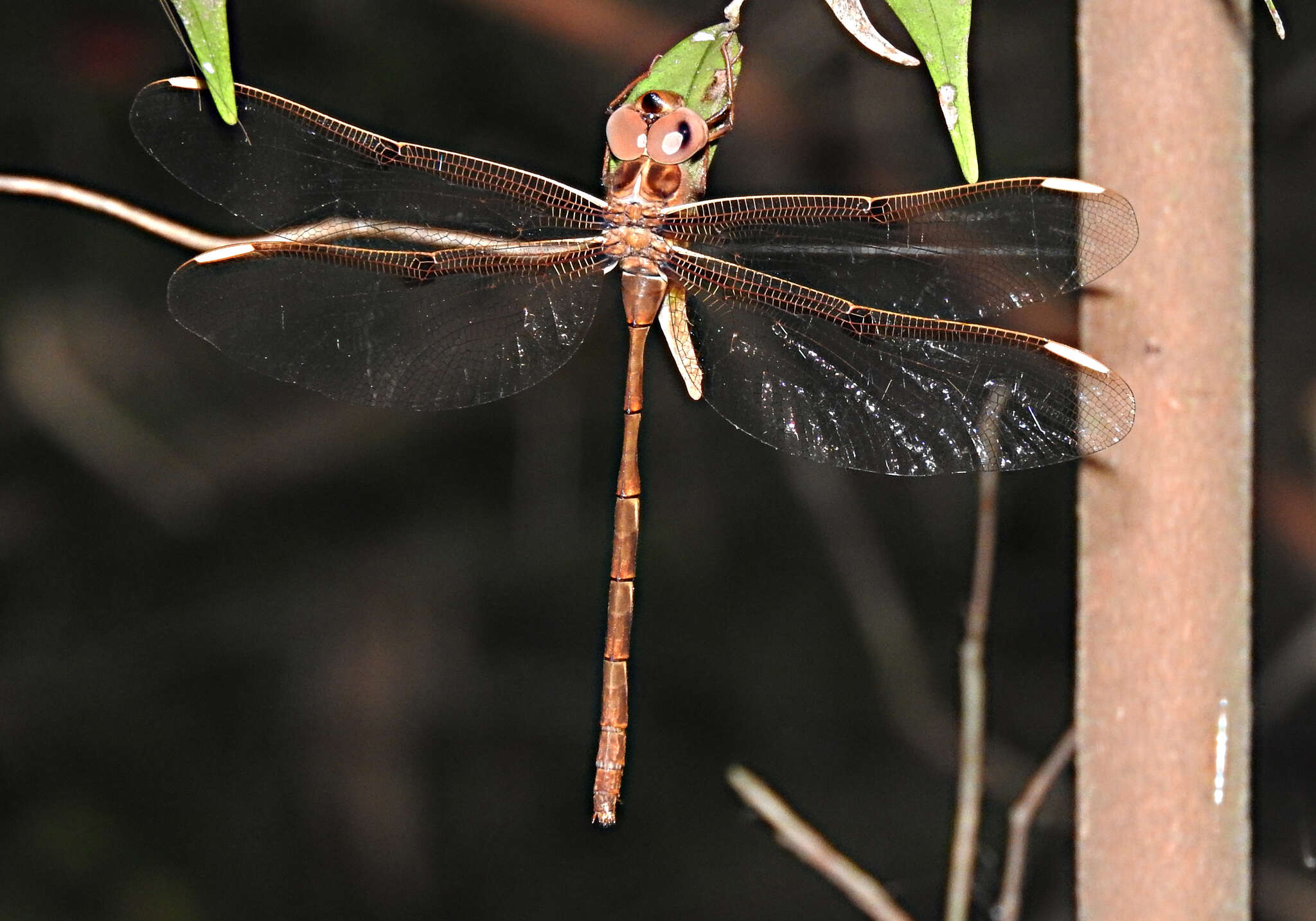 Image of Telephlebia tryoni Tillyard 1917