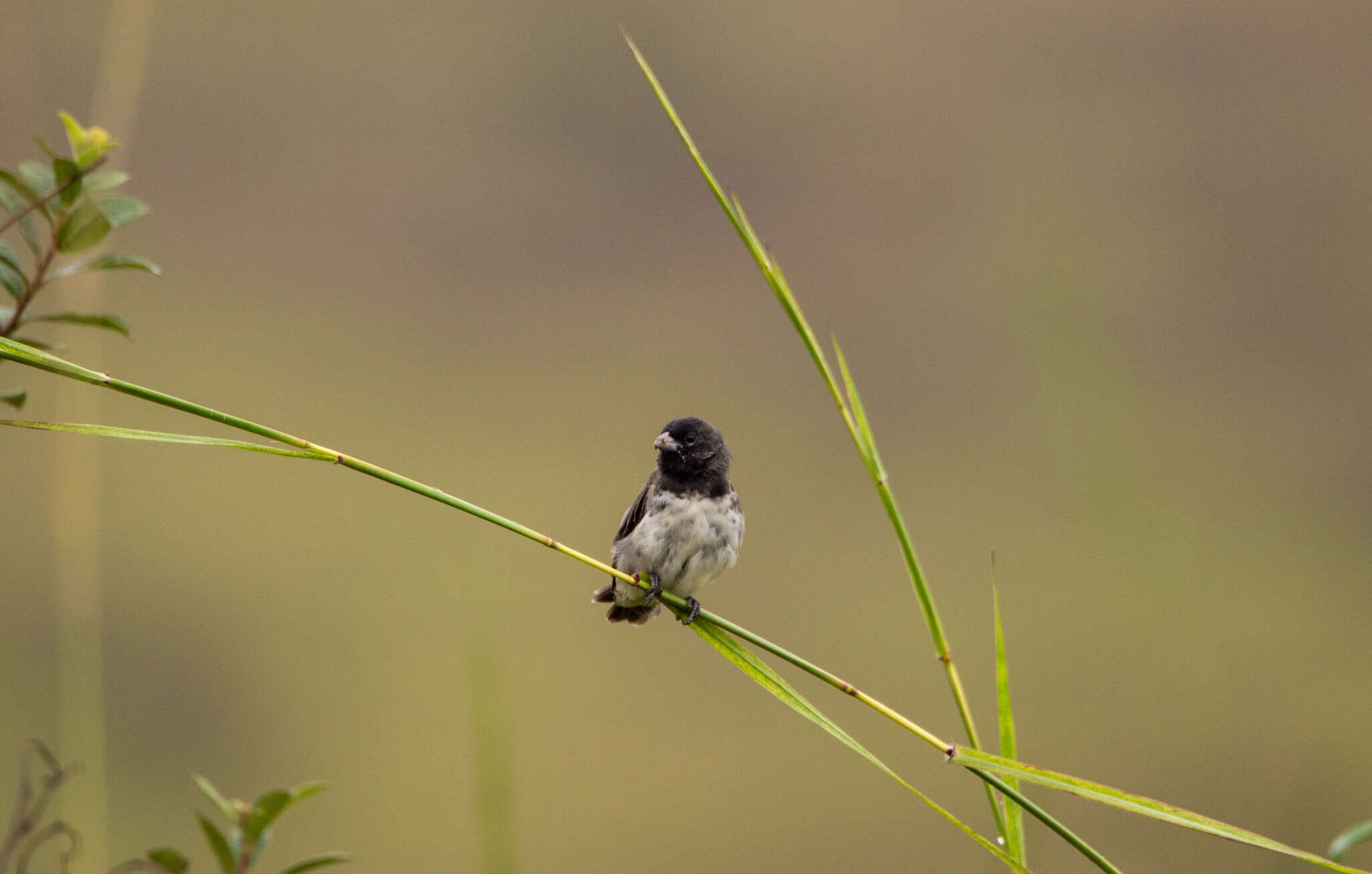 Image of Dubois's Seedeater