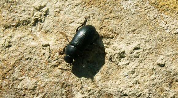 Image of Darkling beetle