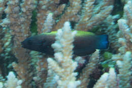 Image of Blacklobe wrasse