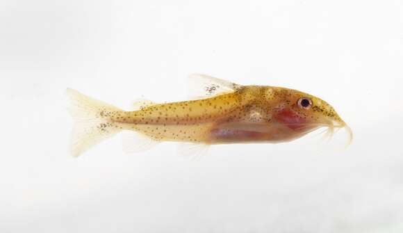 Image of thorny catfishes