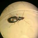 Image of Ground beetle