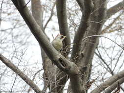 Image of Japanese Green Woodpecker