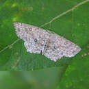 Image of Dingy mocha moth