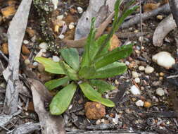 Plancia ëd Coronidium scorpioides (Labill.) Paul G. Wilson