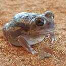 Image of Goldfield's Bull Frog