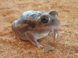 Image of Goldfield's Bull Frog