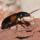 Image of Badister (Badister) maculatus Le Conte 1853