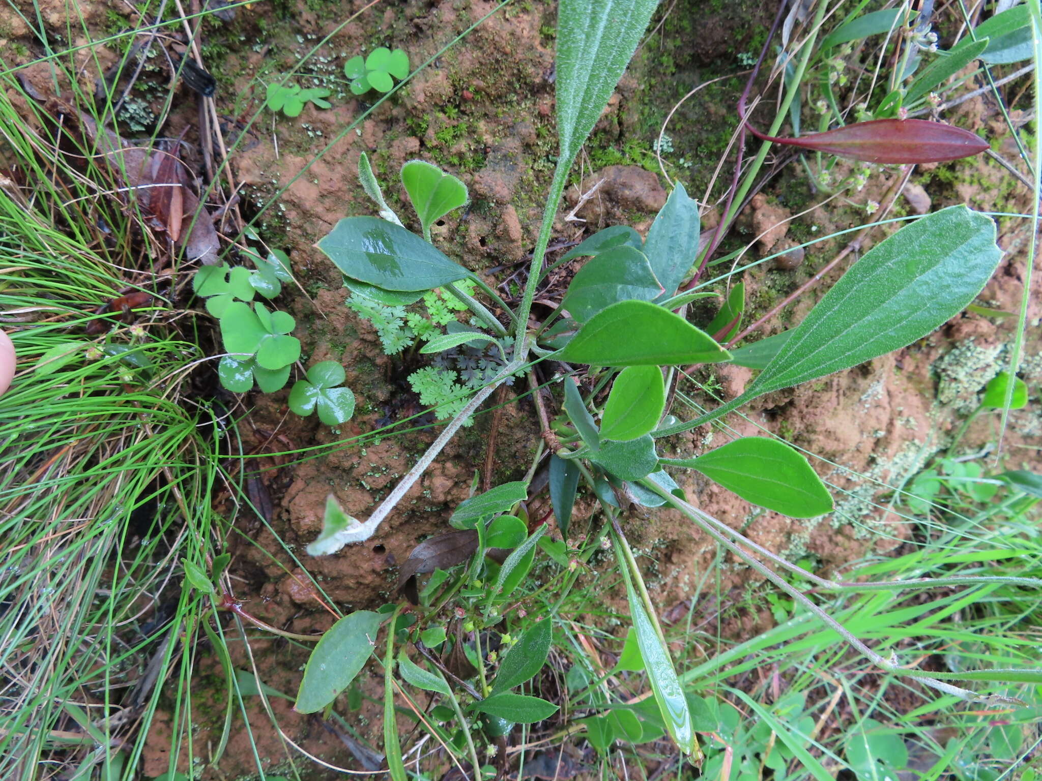 Image of Centella glabrata var. glabrata