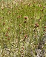 Image of Coastal Beak Sedge