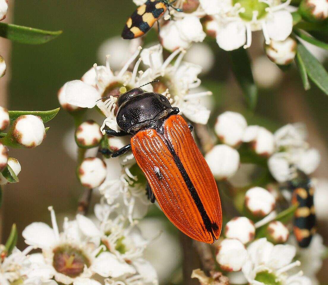 Image of Castiarina rufipennis (Kirby 1818)