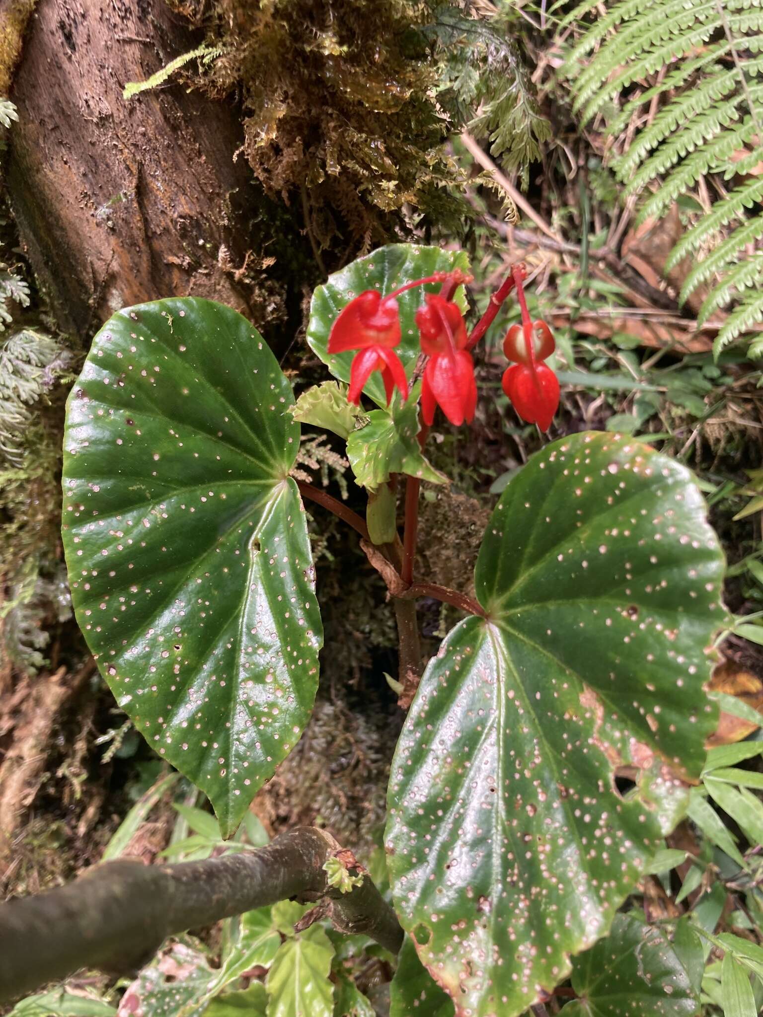 Image of Begonia stenotepala L. B. Sm. & B. G. Schub.