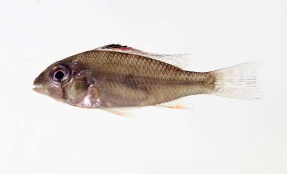 Image of Acarichthys