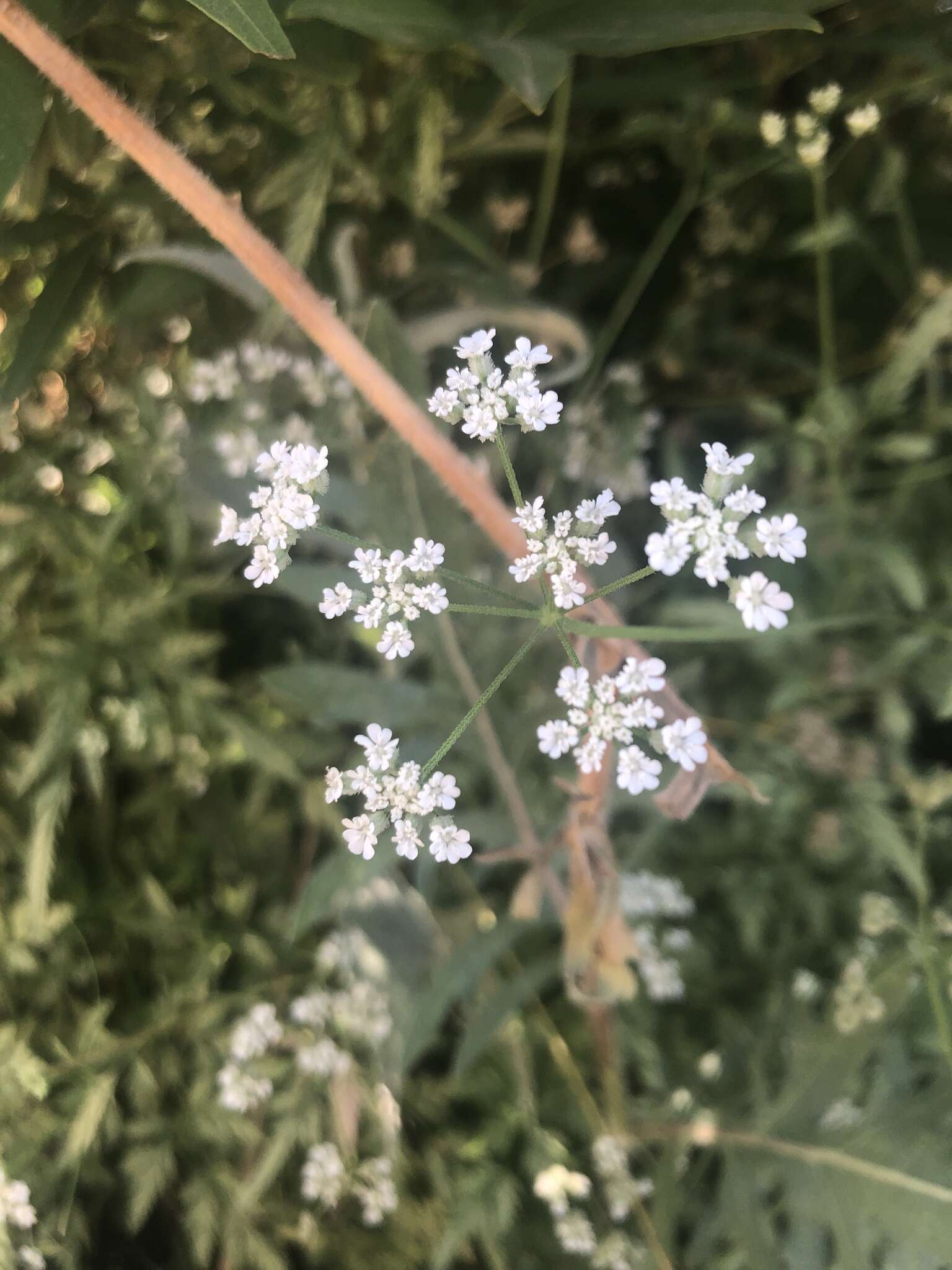 Image of Torilis arvensis subsp. recta Jury