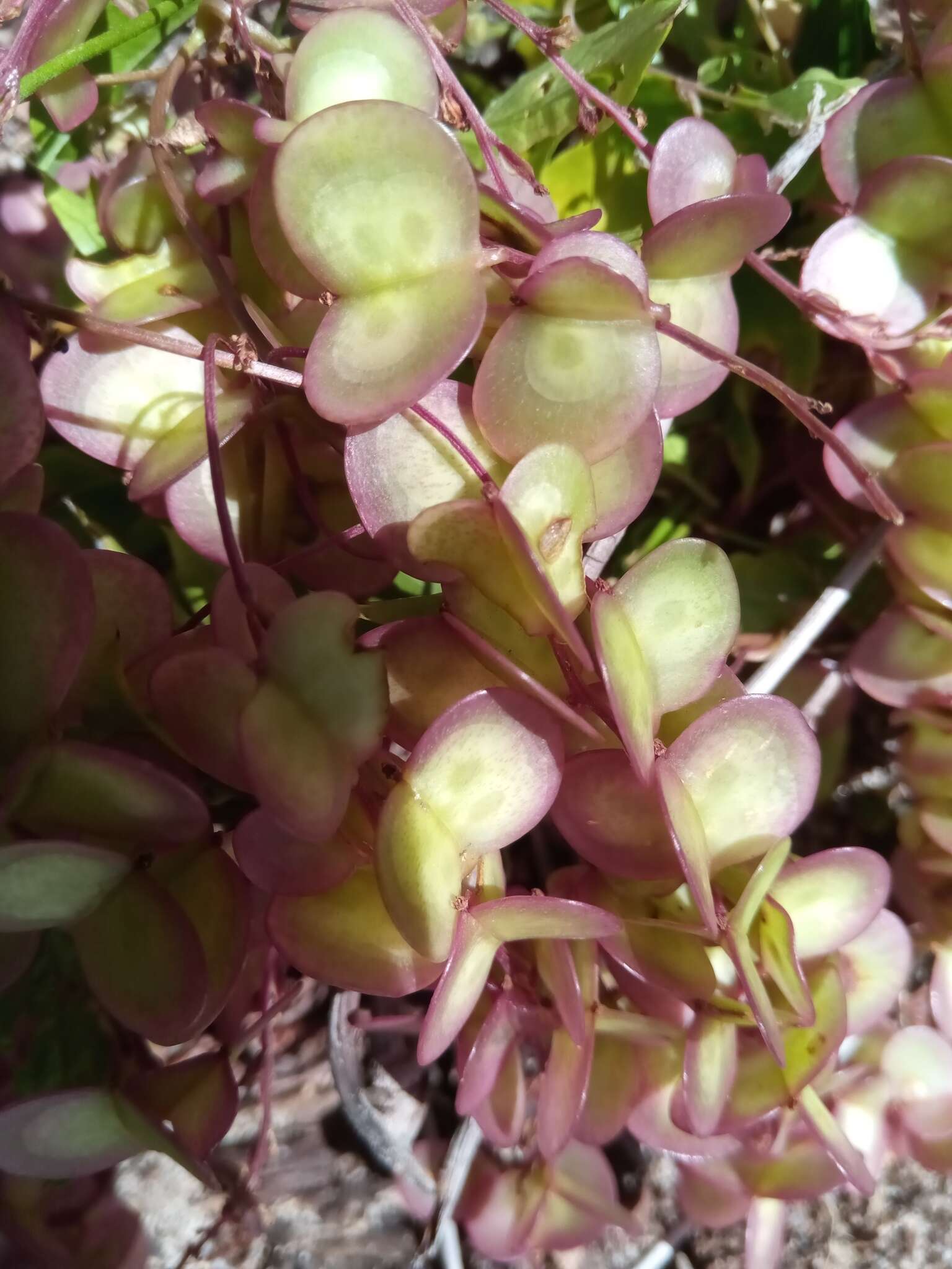 Image of Dioscorea bemarivensis Jum. & H. Perrier