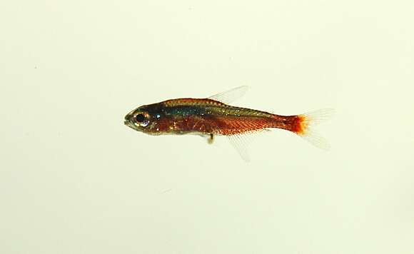 Image of cardinal tetra