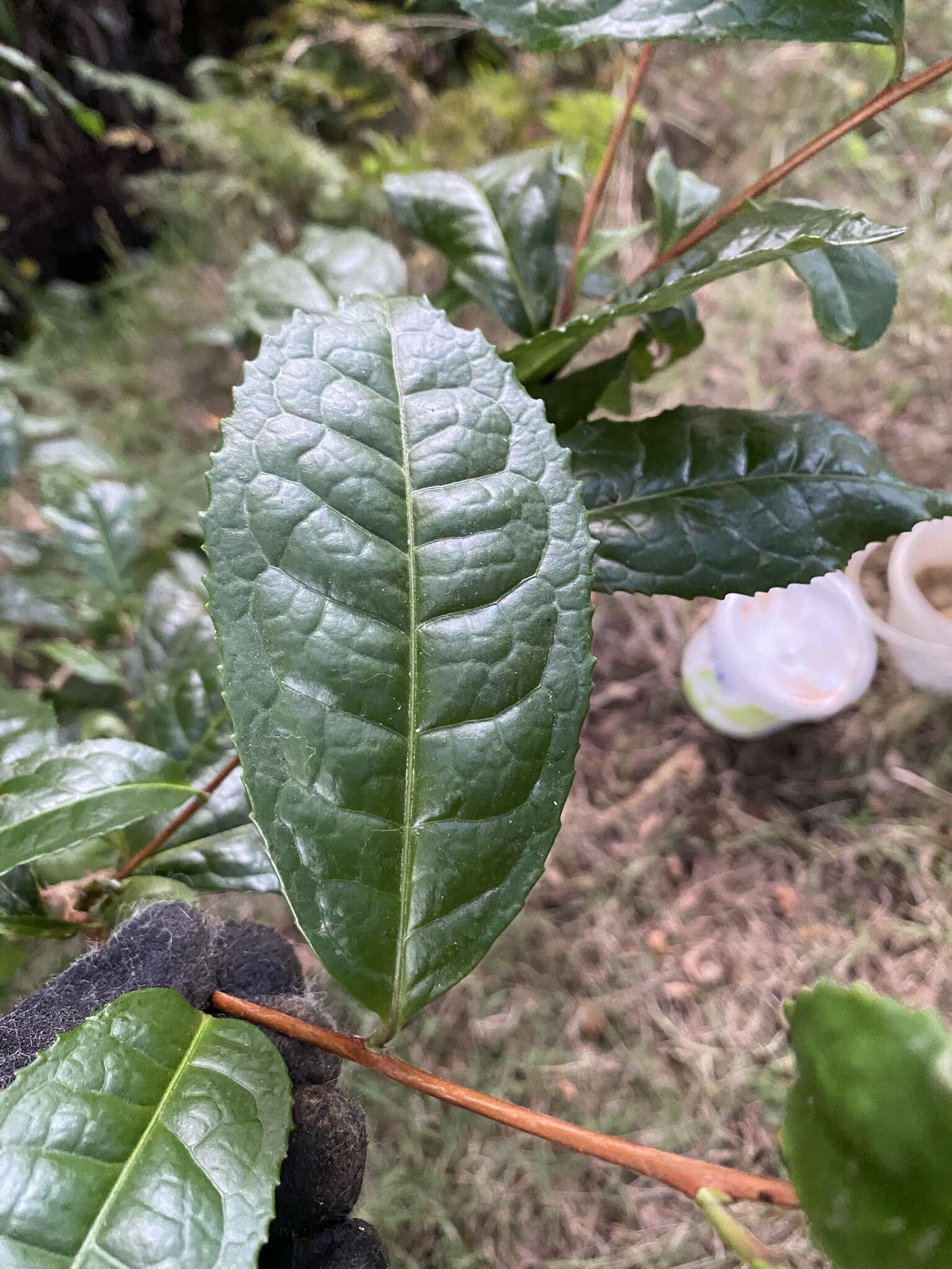 Imagem de Camellia sinensis var. assamica (Masters) Kitamura