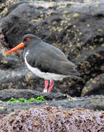 Image of Chatham Island Pied Oystercatcher