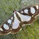 Image of Glyphodes quadrimaculalis Bremer & Grey 1853