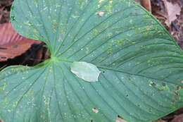 Image of Palmer's Treefrog