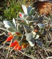 صورة Eremophila glabra subsp. albicans (W. Fitzg.) Chinnock