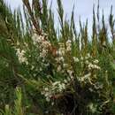 Image de Dracophyllum arboreum Cockayne