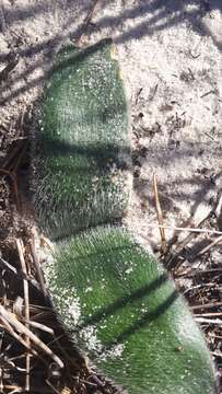 Imagem de Haemanthus pubescens subsp. pubescens