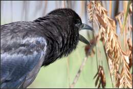 Image of American Crow