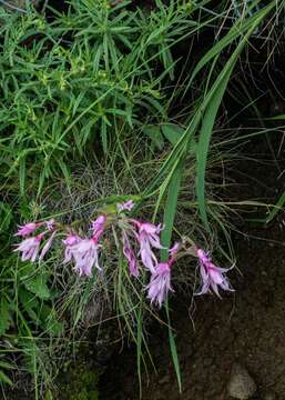 Image of Gladiolus microcarpus G. J. Lewis