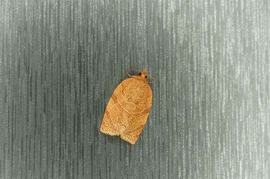 Image of summer fruit tortrix