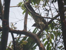 Image of White-bellied Chachalaca