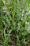 Image of Pimelea spinescens subsp. spinescens