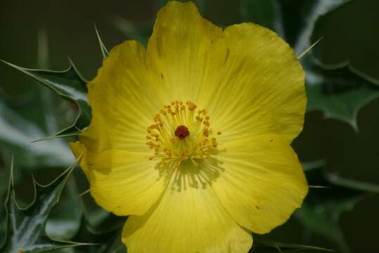 Image of Mexican pricklypoppy