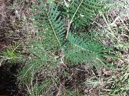 Image of black wattle