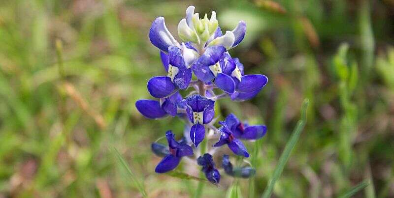 Image of Texas lupine