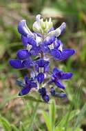 Image of Texas lupine