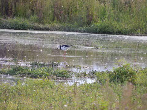 Image of Pied Stilt