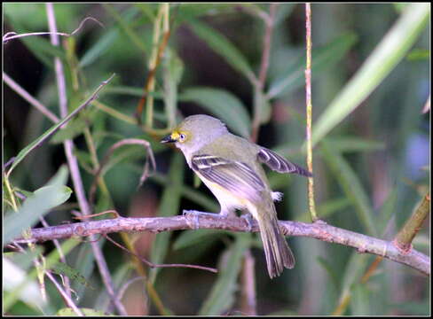 Слика од Vireo griseus (Boddaert 1783)