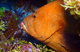 Image of Peacock rockcod