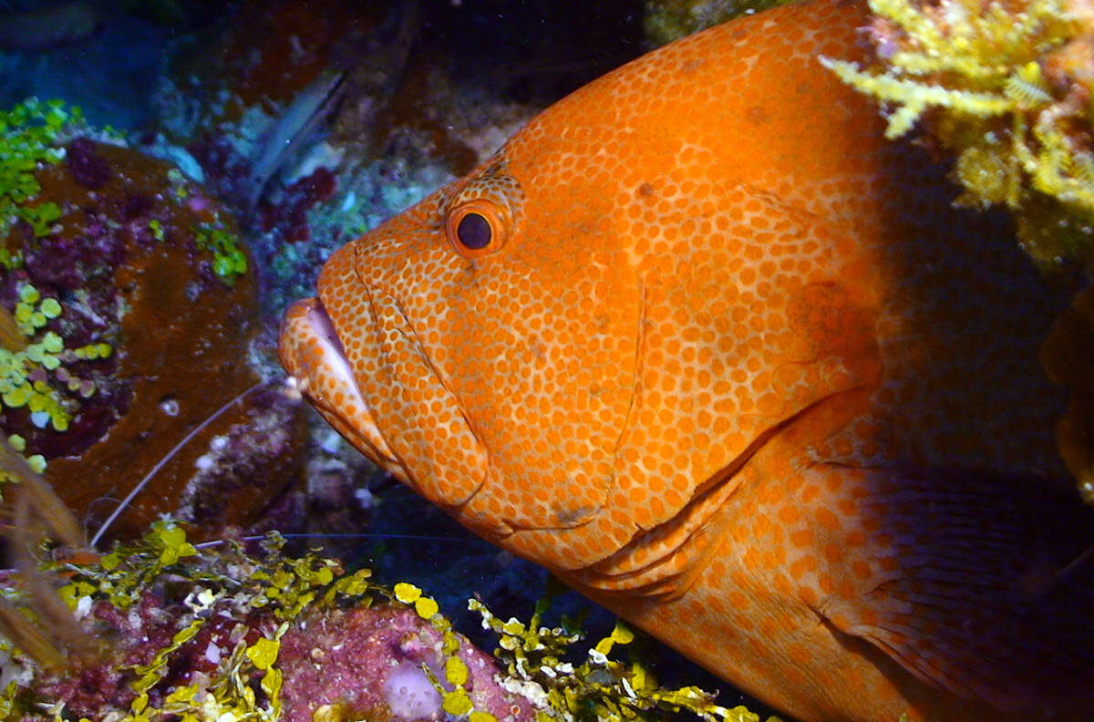 Image of Peacock rockcod