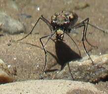 Sivun Cicindela (Cicindelidia) roseiventris Chevrolat 1834 kuva